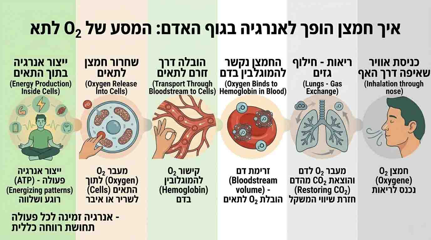 תרשים תהליך שבו חמצן נכנס לגוף, עובר לריאות, לדם, לתאים ולבסוף משמש לייצור אנרגיה