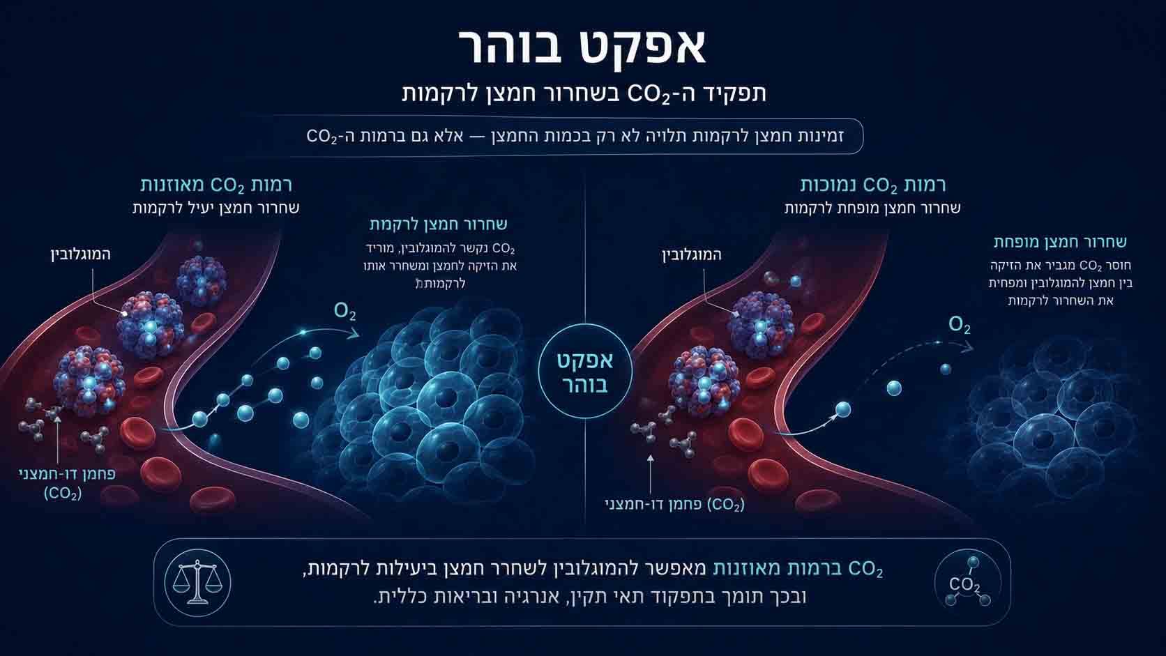 המחשה של אפקט בוהר והשפעת פחמן דו־חמצני על שחרור חמצן מהדם