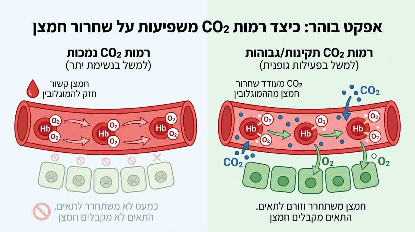 המחשה של אפקט בוהר: השפעת רמות פחמן דו חמצני על שחרור חמצן מההמוגלובין לתאים