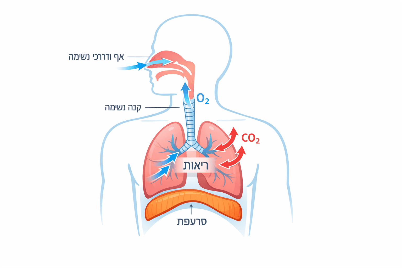 דיאגרמה של מערכת הנשימה עם ריאות, סרעפת וזרימת חמצן ופחמן דו חמצני