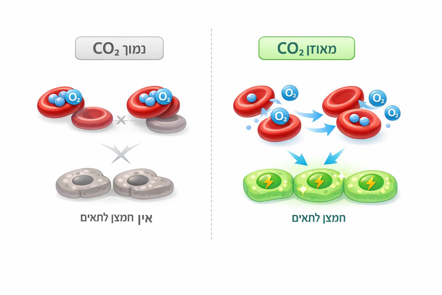 השפעת פחמן דו חמצני על שחרור חמצן מההמוגלובין לרקמות והיכולת של הגוף להשתמש בחמצן