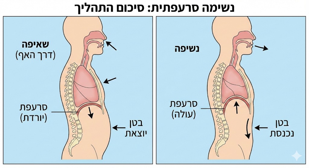 נשימה סרעפתית
