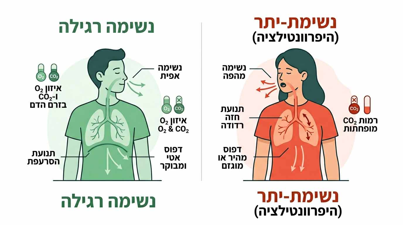 השוואה ויזואלית בין נשימה תקינה לנשימת יתר כולל קצב נשימה והשפעה על פחמן דו חמצני